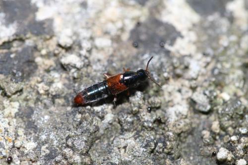 Réf. 330 551 : Quedius cruentus